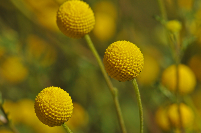 Oncosiphon piluliferum, Stinknet, Southwest Desert Flora